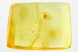 Fossil Moth Fly (Psychodidae) In Baltic Amber #367499-1